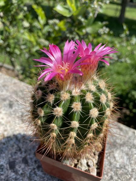 Notocactus purpureus