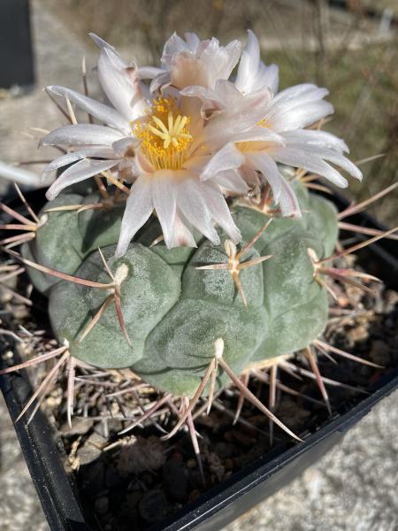 Thelocactus hexaedrophorus