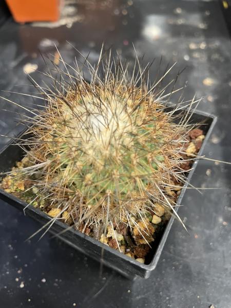 Gymnocactus viereckii