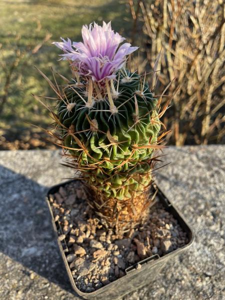Stenocactus phyllacanthus