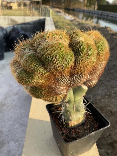 Borzicactus samaipatanus cristat