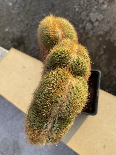 Borzicactus samaipatanus cristat