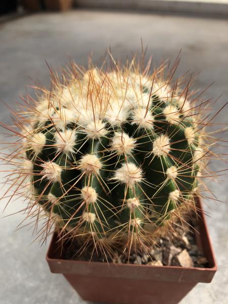 Notocactus purpureus