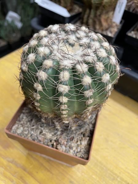 Notocactus arnostianus