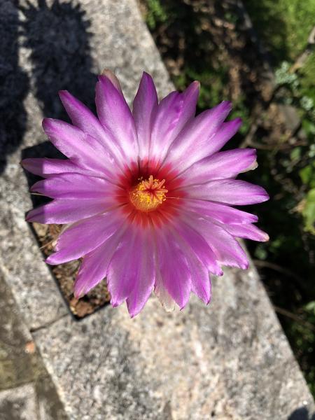 Thelocactus bicolor