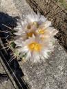 Thelocactus rinconensis