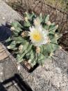 Thelocactus spec.