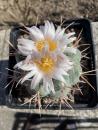 Thelocactus hexaedrophorus