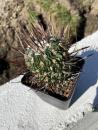 Stenocactus erectocentrus