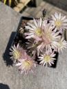 Gymnocalycium bruchii