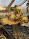 Notocactus magnificus