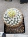 Stenocactus albatus