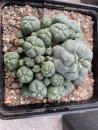 Lophophora caespitosa